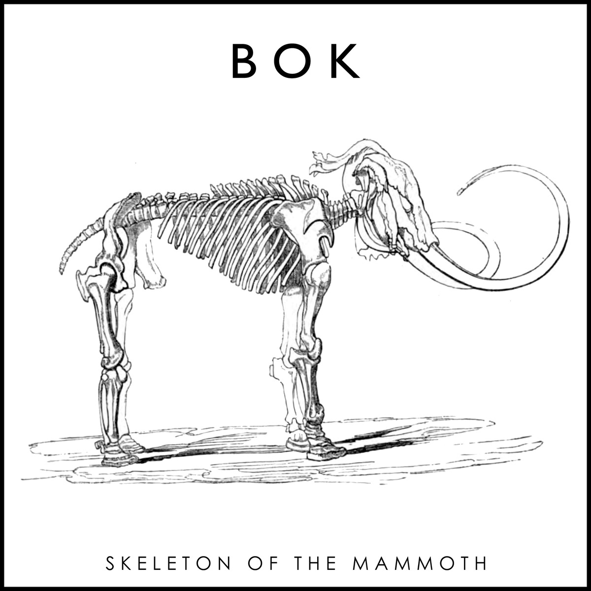 Bok - Skeleton of the mammoth